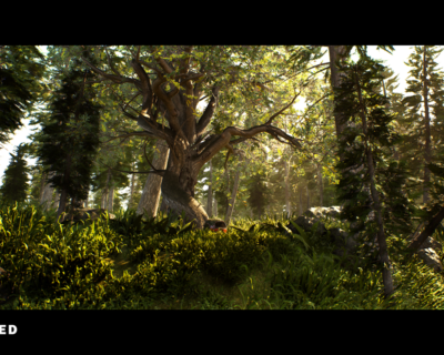 1_Elizabeth_Catwell_Forest_Environment