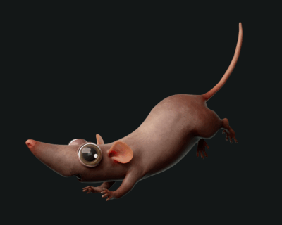 Rosie_Model