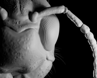 Wasp_RenderArtboard4
