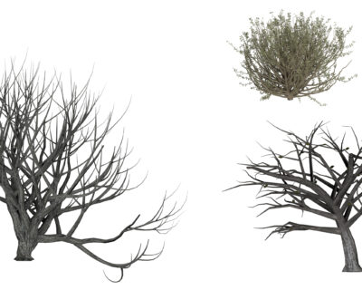 trees