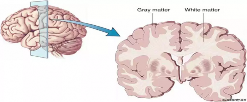 Neurosciences 4