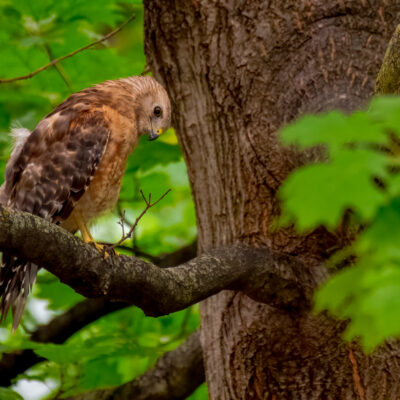 Red-Shouldered Hawk-3
