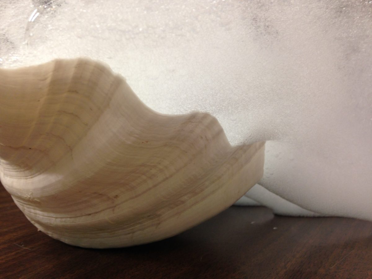 coquille-bulle-détail