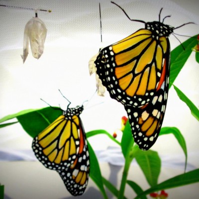 Nurturing Monarch Butterflies