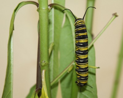 Monarchs Butterfly Tagging