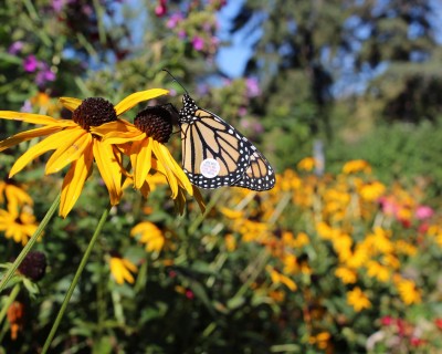 Monarques Marquage des papillons