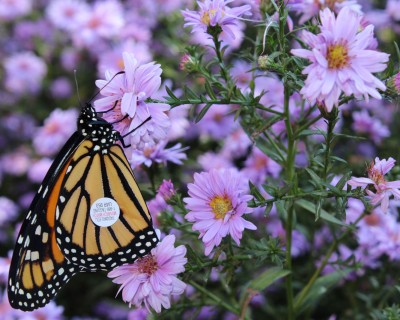 Monarques Marquage des papillons