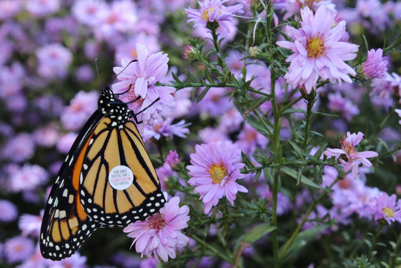 Monarques Marquage des papillons