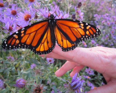 Monarchs Butterfly Tagging