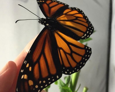 Monarchs Butterfly Tagging