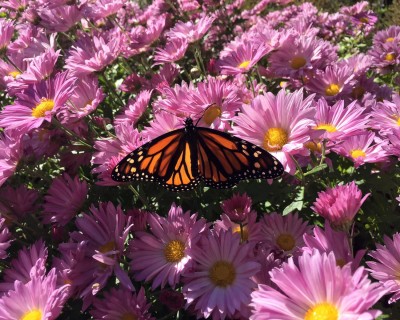 Monarques Marquage des papillons