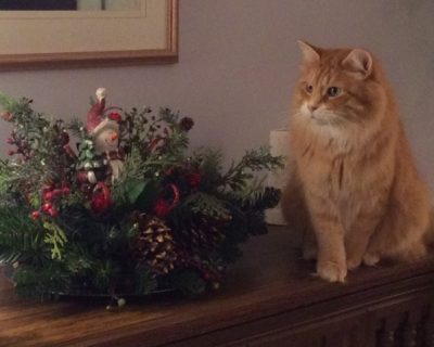 Nico, le chat frère d'Andrea Cole