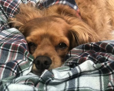 Maple, le chien d'Anne Piggott