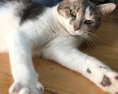 Ava, le chat de Billi-Jo Poirier