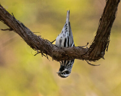 Read more about: Doug Smyth’s photo in Birds Canada calendar