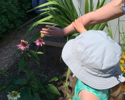 Read more about: 200 Monarch butterflies released at Dawson and around Montreal