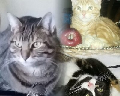 Christine Lister Animaux de compagnie Maggie, Fluffy et Chester