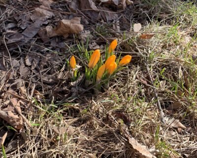 Darlene Tucker-crocuses