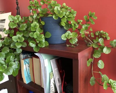 Read more about: Please pick up your plants or make new arrangements for plant care