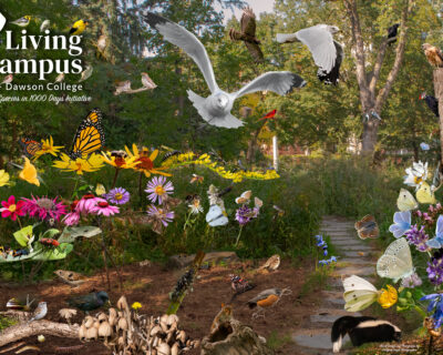 Read more about: Large Peace Garden photo collage celebrates 1,000 Species project