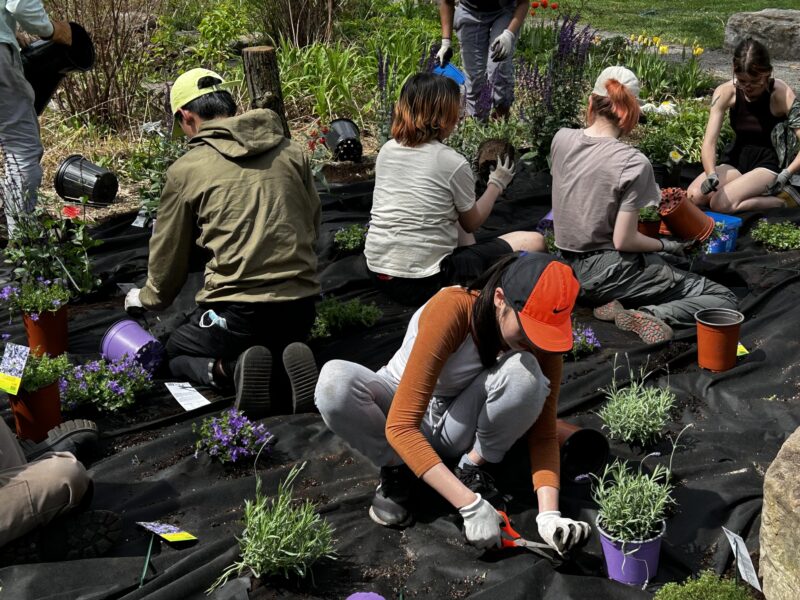 Ecolandscaping Planting