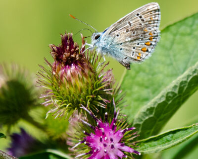 European Common Blue by Doug Smyth