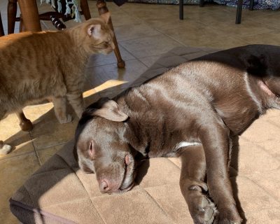 Eva Helms Animaux de compagnie Chester Copperpot (chat) et Chantilly (chien)