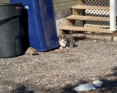 Eva Helms- squirrel and cat