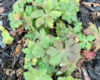 Geranium macro spessart