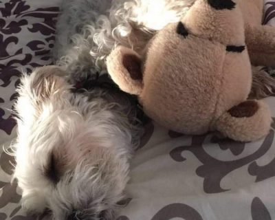 Gianna- Brady et l'ours en peluche