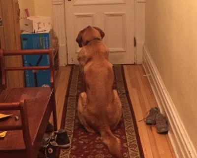 Goldie s'exerce à la patience -Maeve