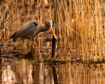 Le grand déjeuner de Heron