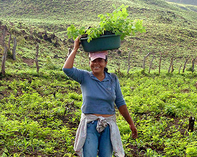 Lire le texte intégral : Plantation de 30 000 arbres ce printemps et cet été pour compenser l'empreinte carbone de Dawson pendant deux ans