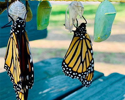 Lire le texte intégral : 250 chrysalides de papillons monarques à adopter