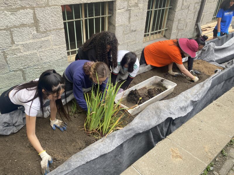 Students planting into the soil of bioretention cell