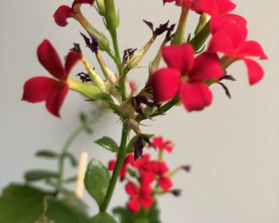 IMG_7469