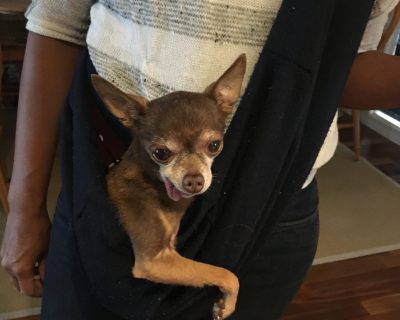 Le chien de Jenn De Vera