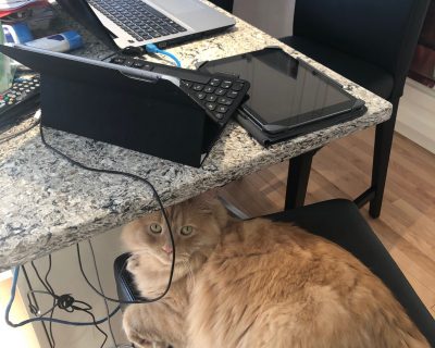 Julie B cat