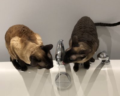 Kelly Ann Morel Animaux de compagnie Luna et Monty