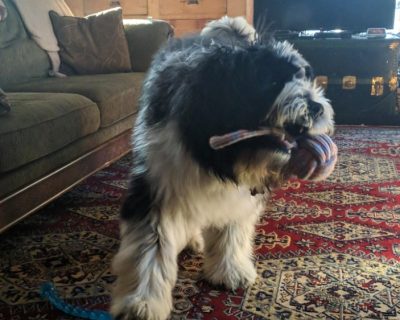 Lucy Segal Pet Fogo