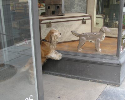 Le chien de Madeleine B