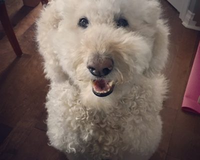 Michelle Lee 9 ans Goldendoodle fille Luka
