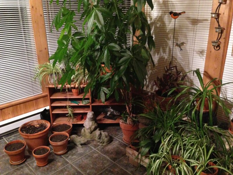 Plant Corner