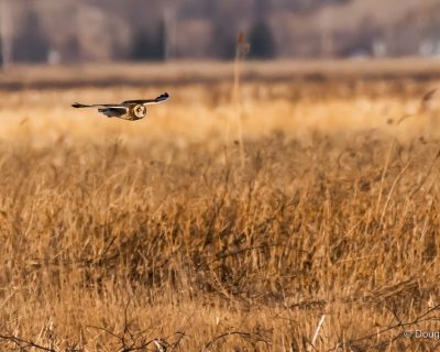 Hibou des marais