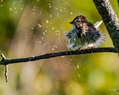 Moineau chanteur