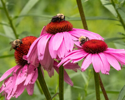 Two-Spotted Bumble Bee-8