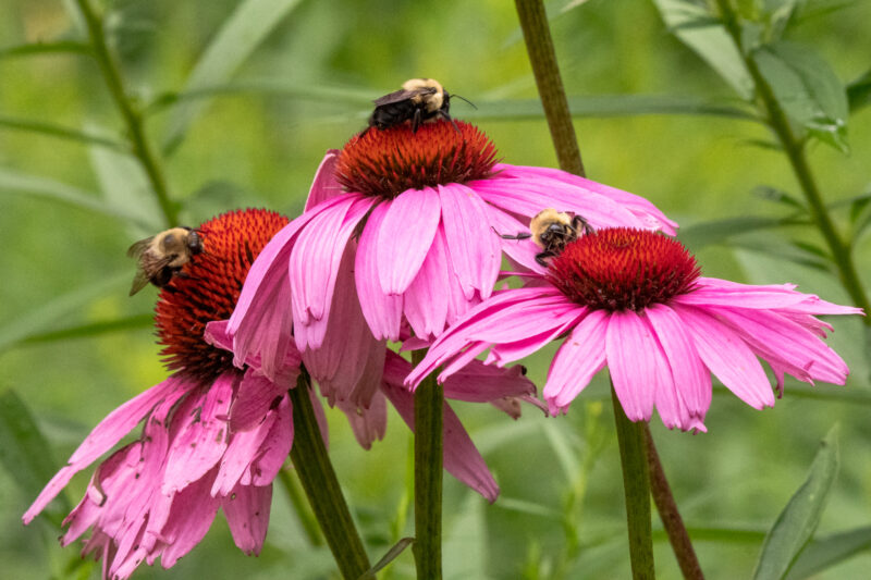 Two-Spotted Bumble Bee-8