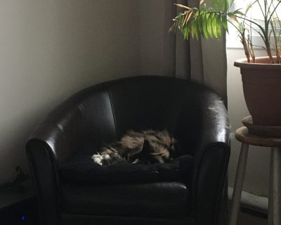 Waffles (she) - Ray Bougeois' grandcat
