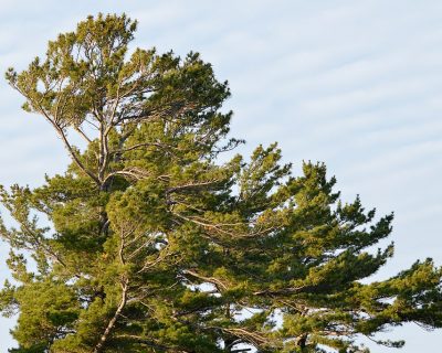 White Pine Planting photo