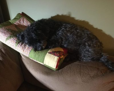 Winnie sur un édredon